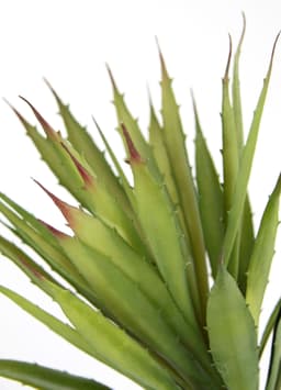Künstliche Agave Aloe Vera | Grün