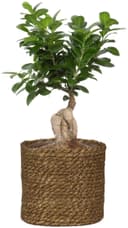 Scheurich Blumentopf brown 26/508 | Braun 3