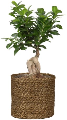 Scheurich Blumentopf brown 26/508 | Braun