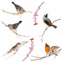 Komar Fensterbild Vögel | Mehrfarbig 4