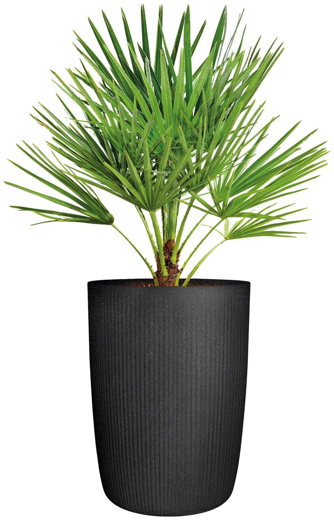 Scheurich Blumentopf Linetto High | Schwarz