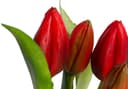 Kunstblume Tulpenpflanze mit 5 Knospen | Rot 2