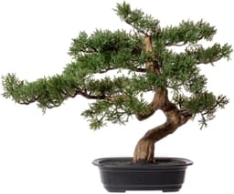 Kunstbonsai Zeder | Grün