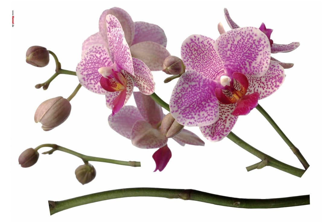 Komar Wandtattoo Orchidee | Mehrfarbig