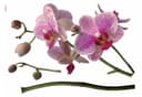 Komar Wandtattoo Orchidee | Mehrfarbig
