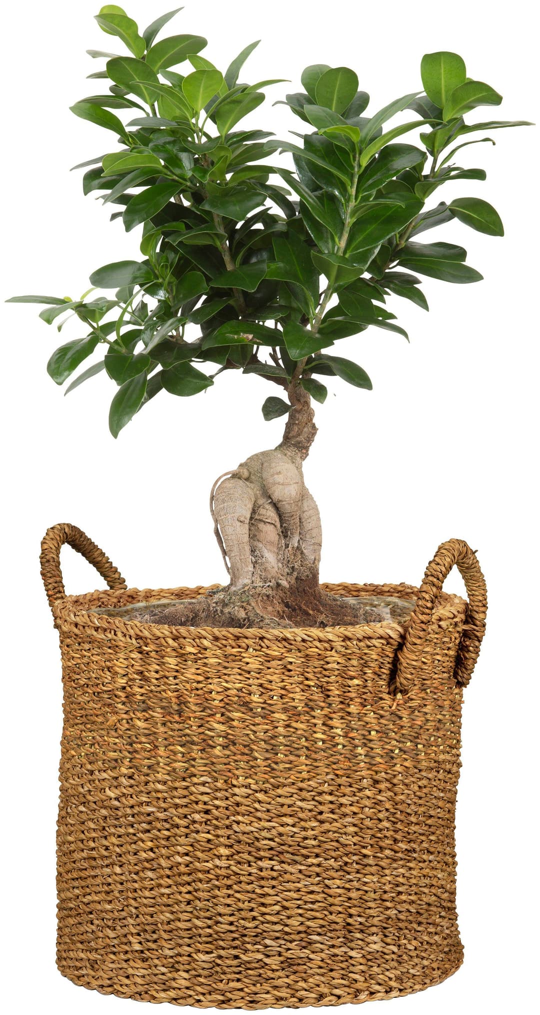Scheurich Blumentopf nut 33/516 | Braun