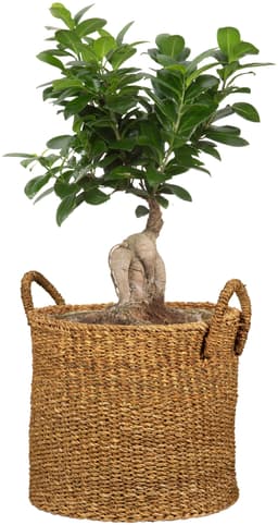 Scheurich Blumentopf nut 33/516 | Braun