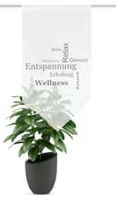 HOME WOHNIDEEN Scheibengardine AUSZEIT | Grau 2