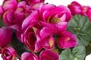 Kunstblume Begonienbusch | Rosa 2