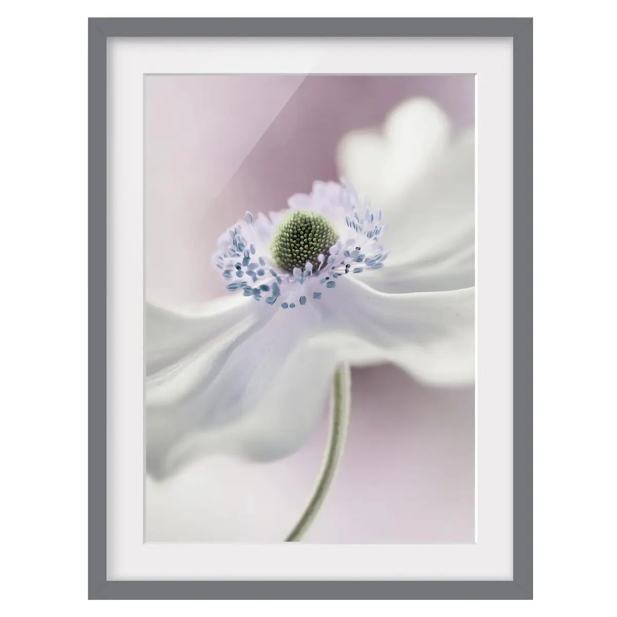 Bild Anemonenbrise III | Weiß
