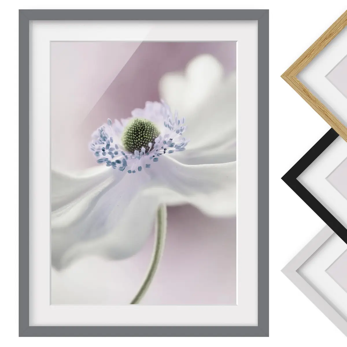 Bild Anemonenbrise III | Weiß