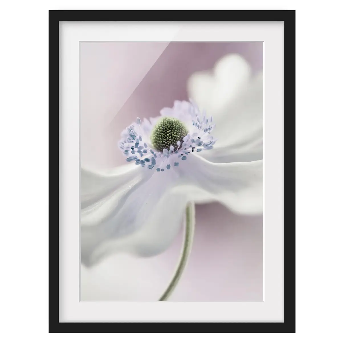 Bild Anemonenbrise I | Weiß