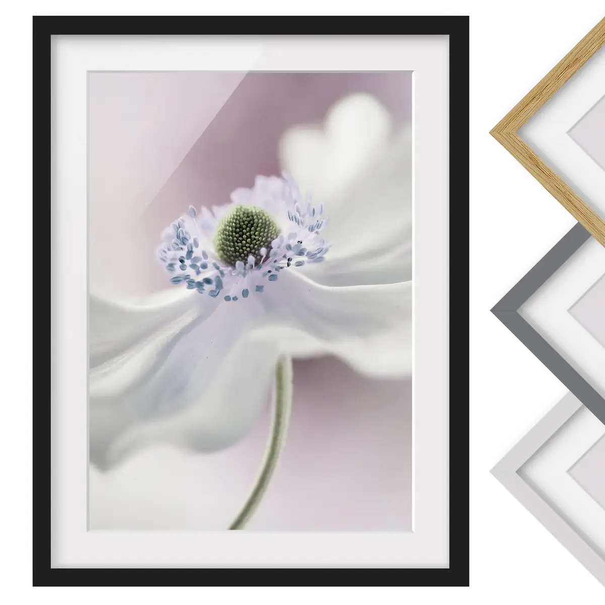 Bild Anemonenbrise I | Weiß