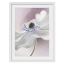 Bild Anemonenbrise II | Weiß