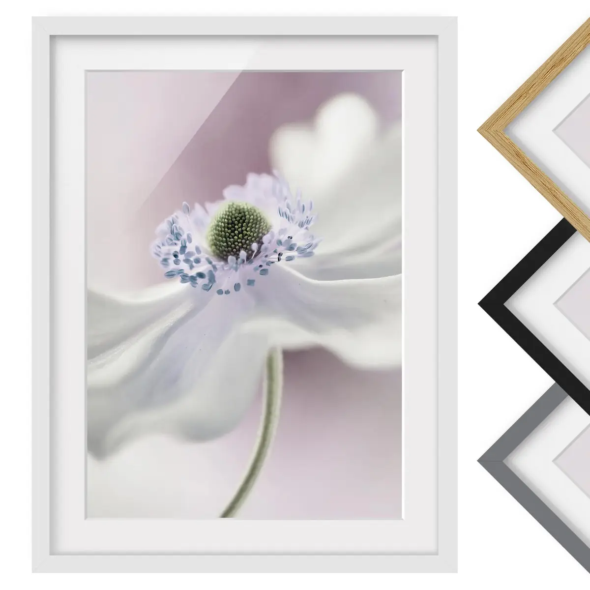 Bild Anemonenbrise II | Weiß