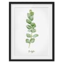 Bild Aquarell Botanik Eukalyptus I | Grün