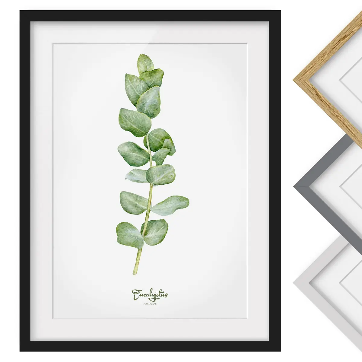 Bild Aquarell Botanik Eukalyptus I | Grün