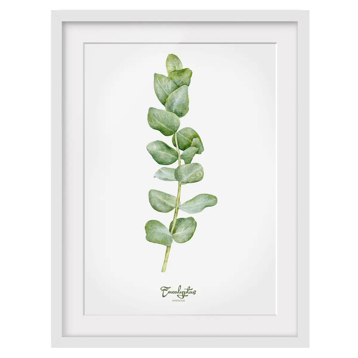Bild Aquarell Botanik Eukalyptus II | Grün