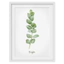 Bild Aquarell Botanik Eukalyptus II | Grün