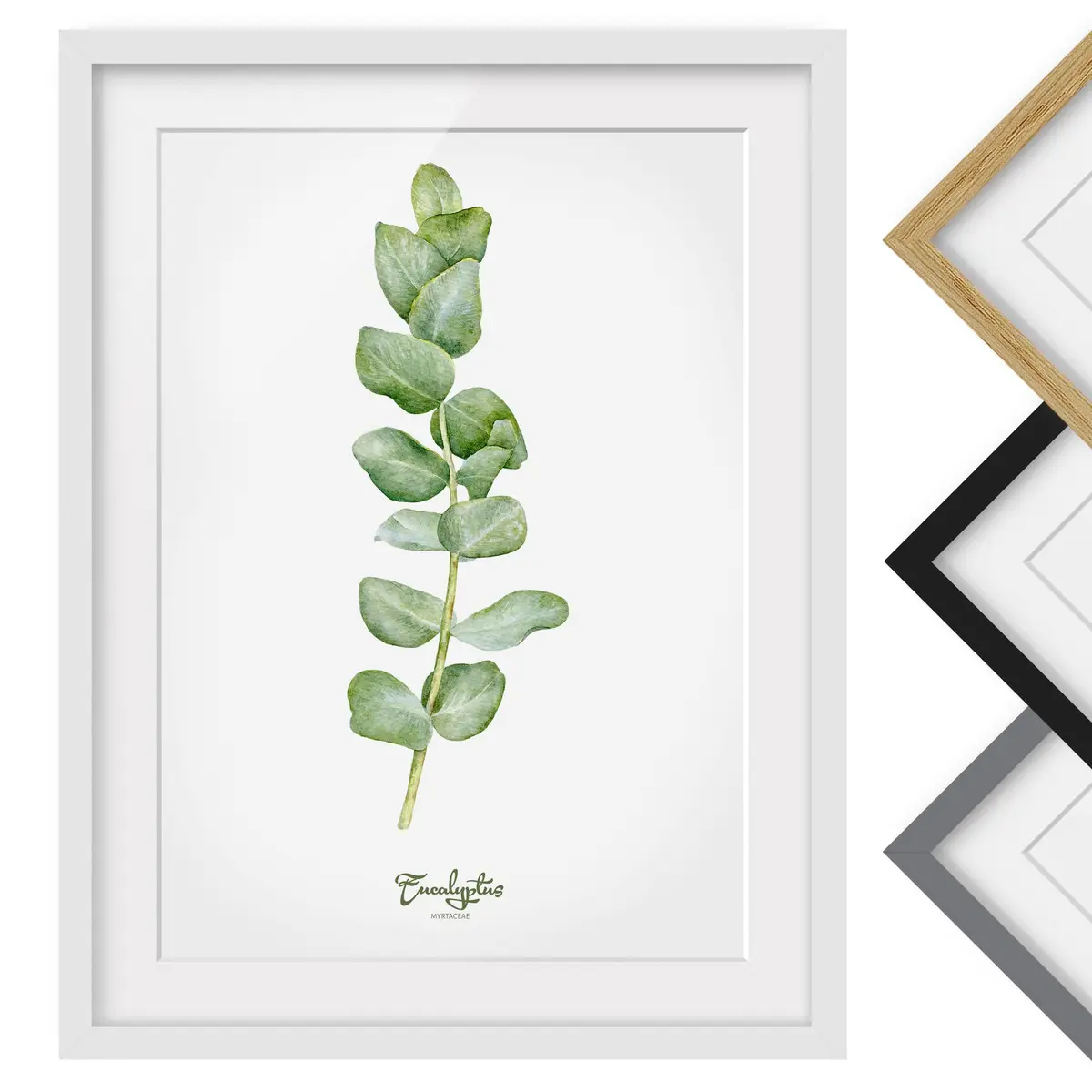 Bild Aquarell Botanik Eukalyptus II | Grün