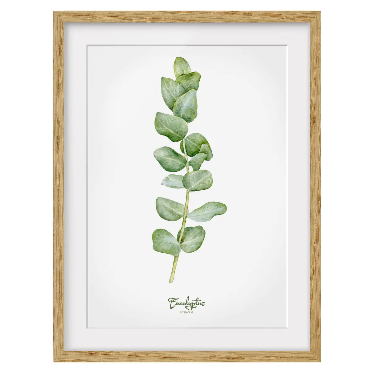 Bild Aquarell Botanik Eukalyptus IV | Grün