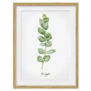 Bild Aquarell Botanik Eukalyptus IV | Grün
