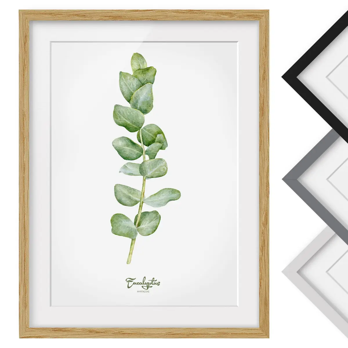 Bild Aquarell Botanik Eukalyptus IV | Grün