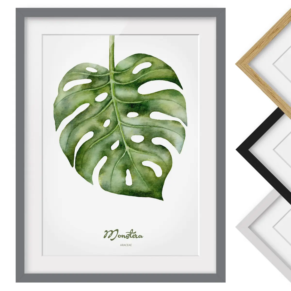 Bild Aquarell Botanik Monstera III | Grün