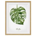Bild Aquarell Botanik Monstera IV | Grün