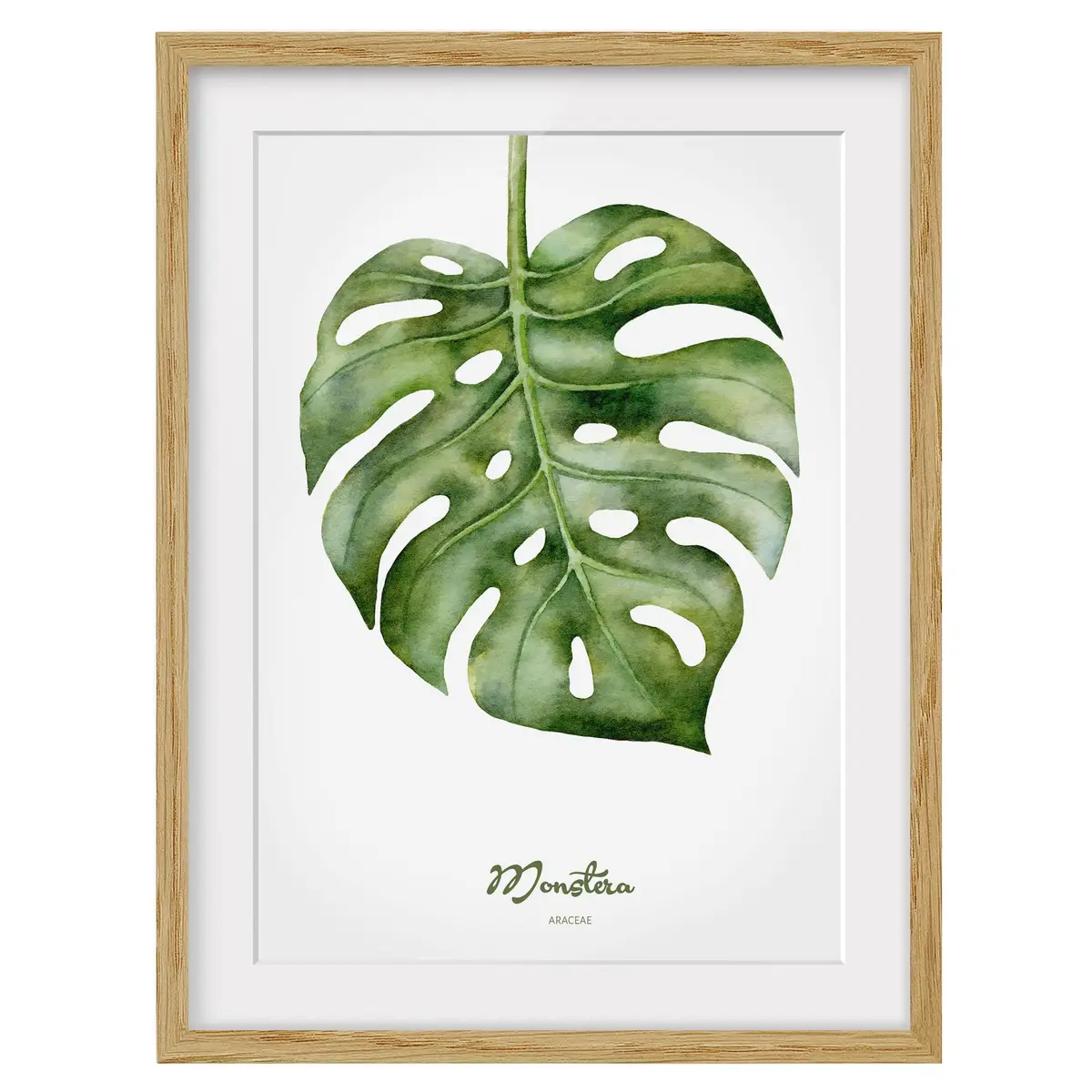Bild Aquarell Botanik Monstera IV | Grün