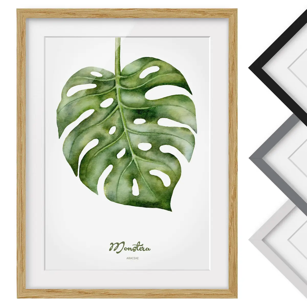 Bild Aquarell Botanik Monstera IV | Grün