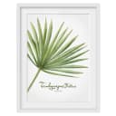 Bild Aquarell Botanik Trachycarpus II | Grün