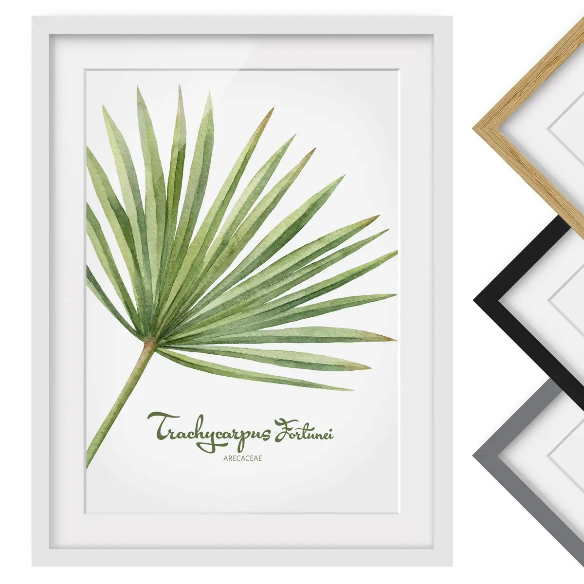 Bild Aquarell Botanik Trachycarpus II | Grün