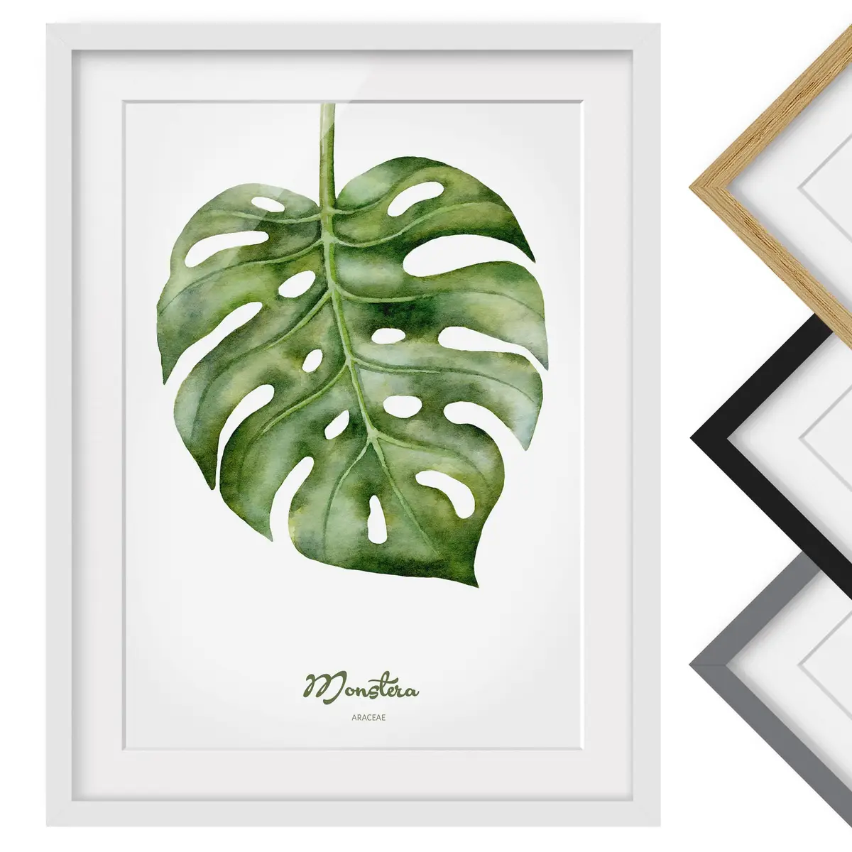 Bild Aquarell Botanik Monstera II | Grün