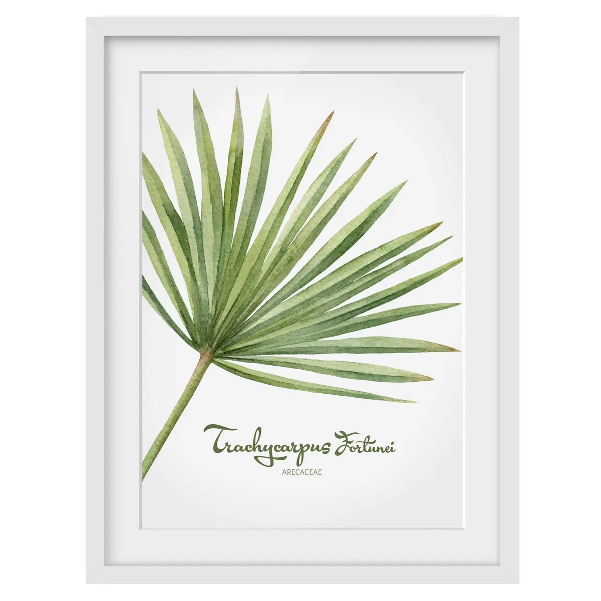 Bild Aquarell Botanik Trachycarpus II | Grün