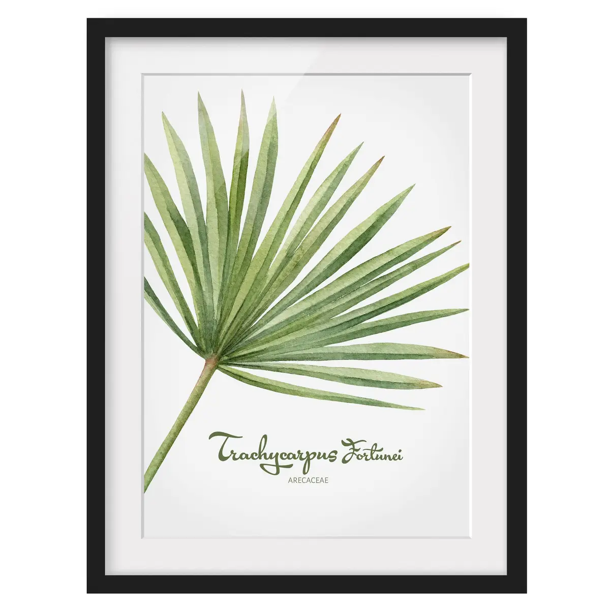 Bild Aquarell Botanik Trachycarpus I | Grün