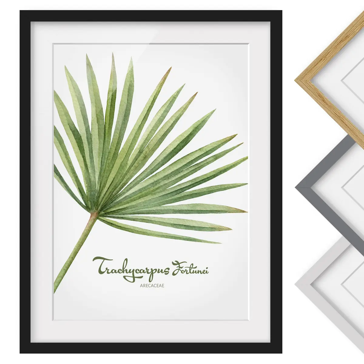Bild Aquarell Botanik Trachycarpus I | Grün