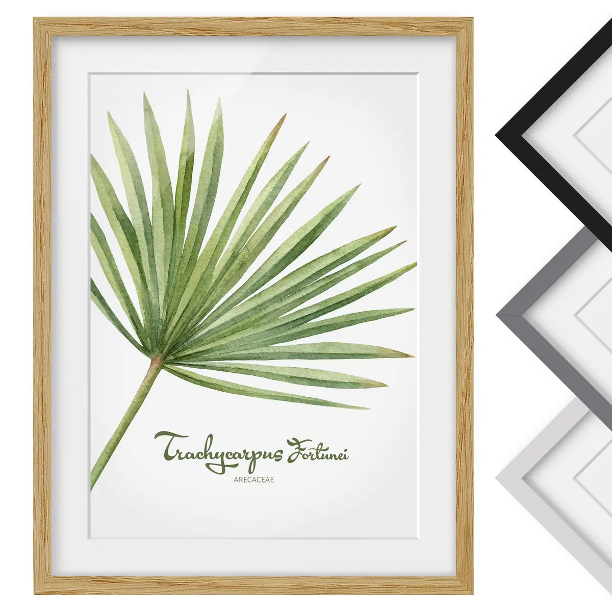 Bild Aquarell Botanik Trachycarpus IV | Grün
