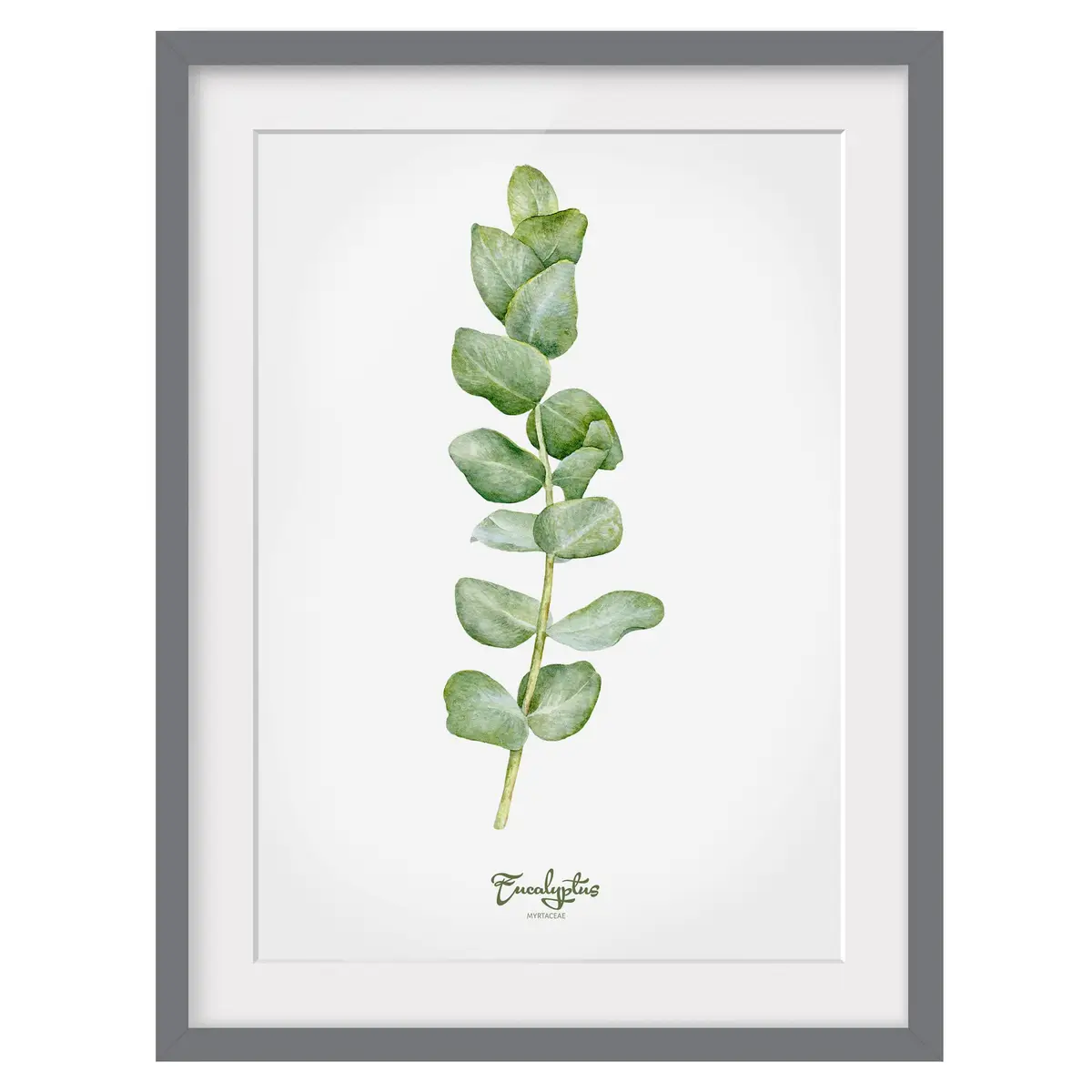Bild Aquarell Botanik Eukalyptus III | Grün