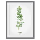 Bild Aquarell Botanik Eukalyptus III | Grün