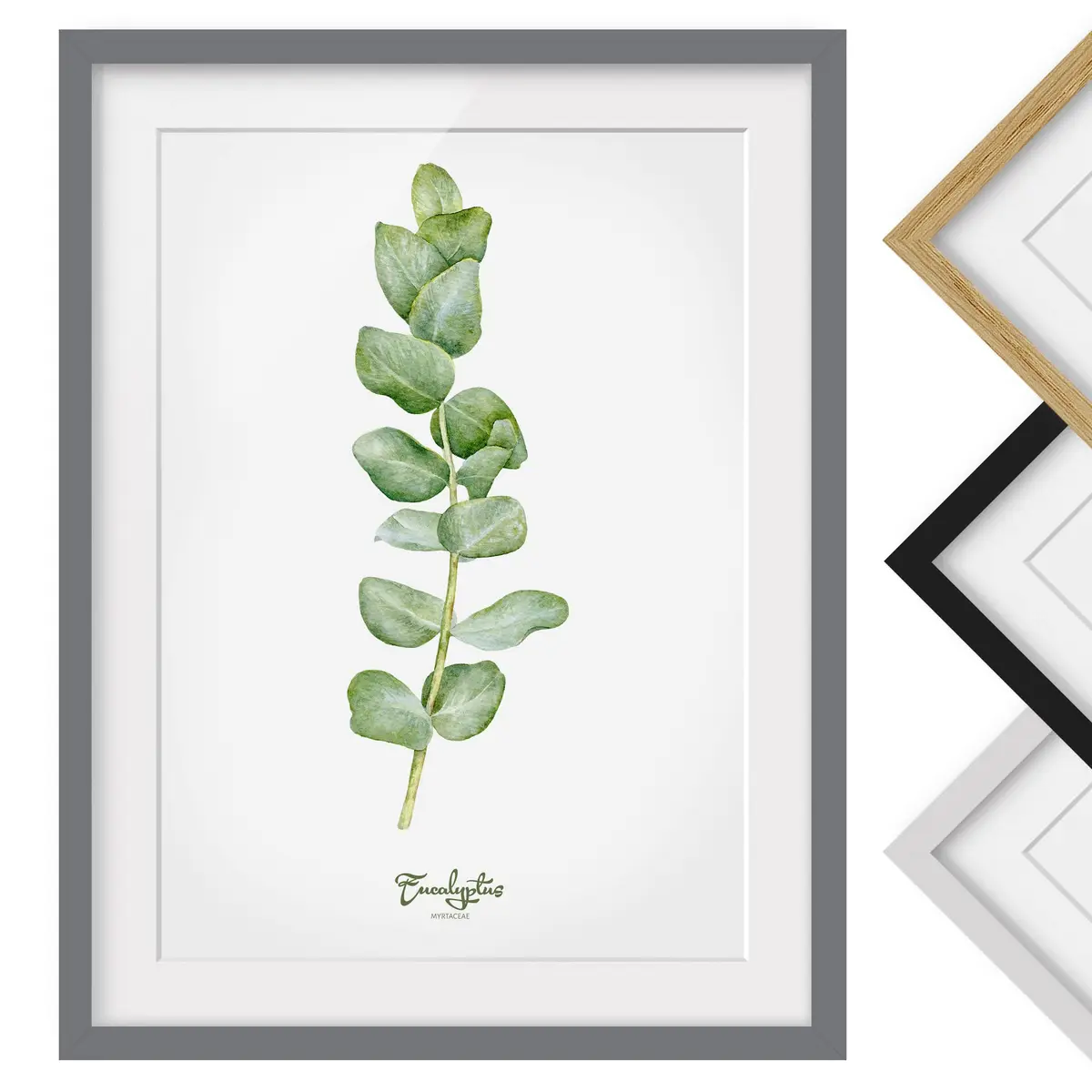 Bild Aquarell Botanik Eukalyptus III | Grün