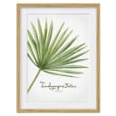 Bild Aquarell Botanik Trachycarpus IV | Grün