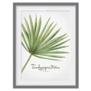 Bild Aquarell Botanik Trachycarpus III | Grün