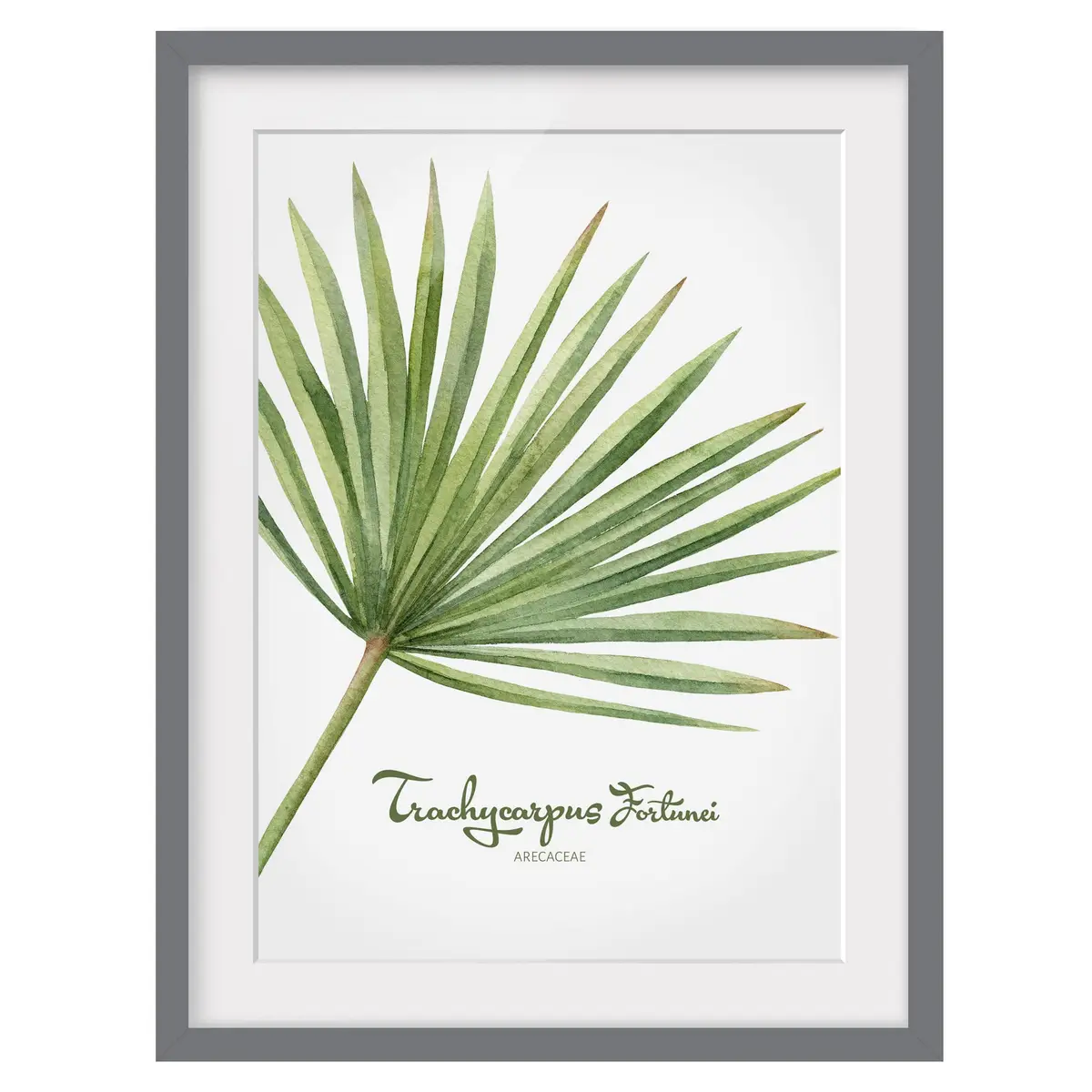Bild Aquarell Botanik Trachycarpus III | Grün