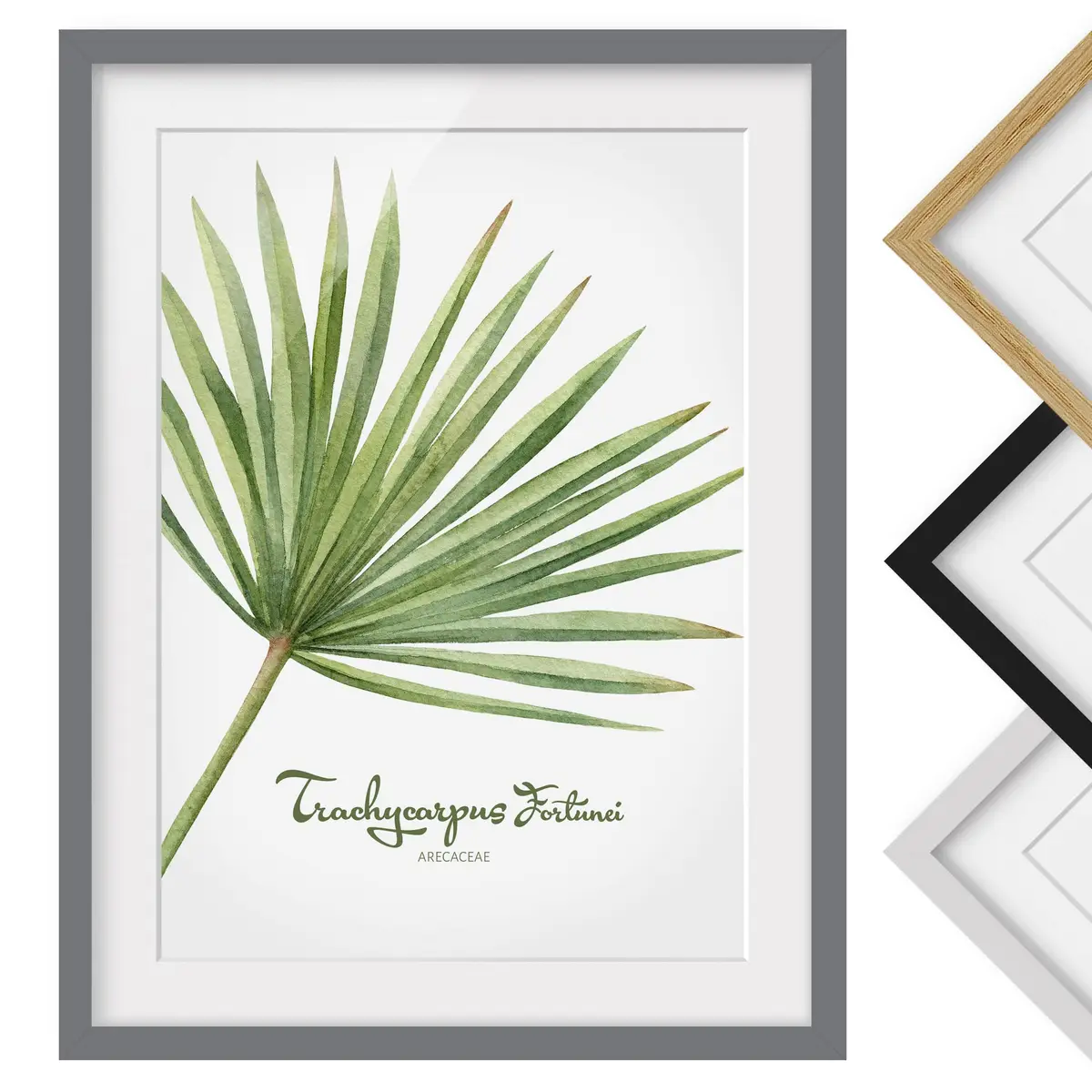 Bild Aquarell Botanik Trachycarpus III | Grün