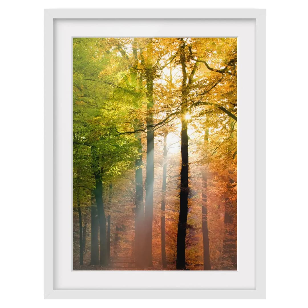 Bild Morning Light II | Mehrfarbig