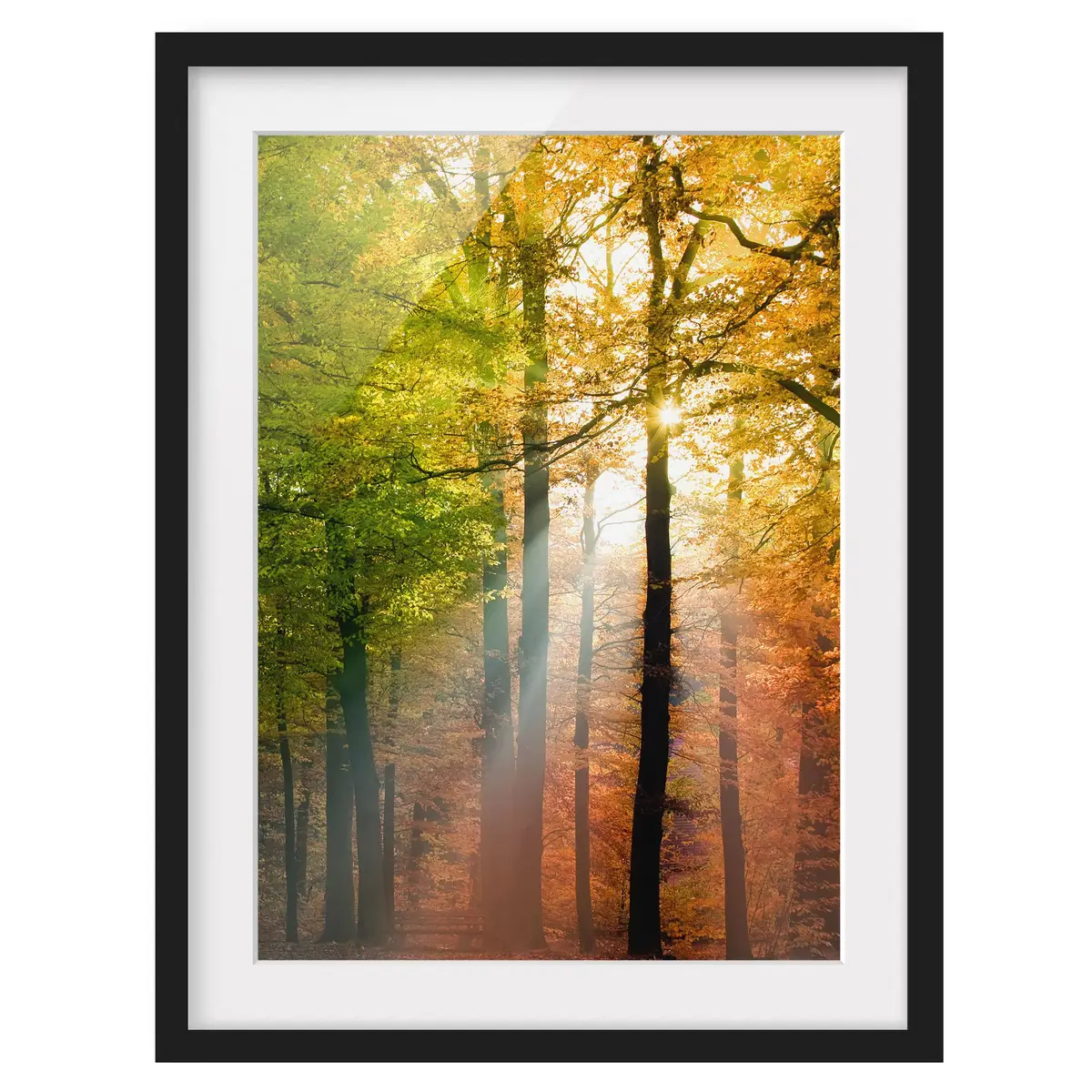 Bild Morning Light | Mehrfarbig
