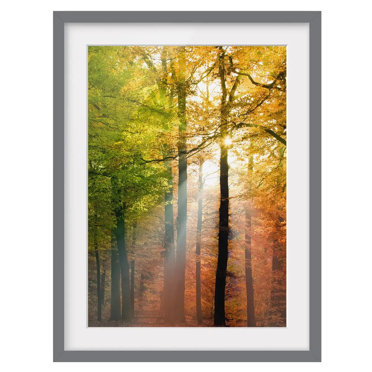 Bild Morning Light III | Mehrfarbig