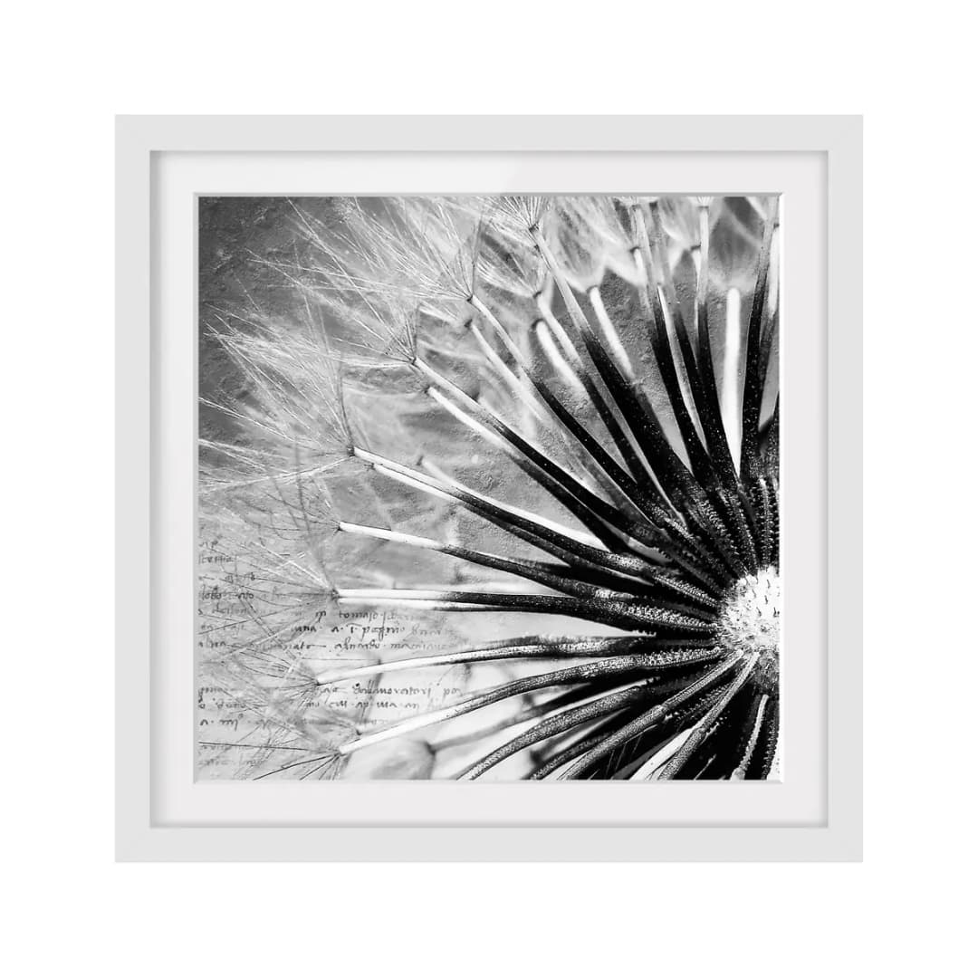 Bild Pusteblume Schwarz & Weiß II | Weiß