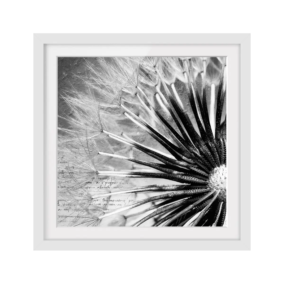Bild Pusteblume Schwarz & Weiß II | Weiß
